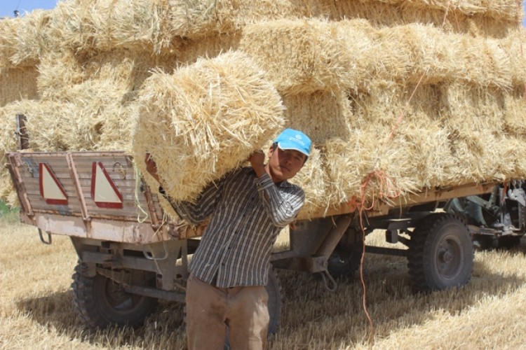 Karapınar'da Buğday Hasatında Sona Gelindi