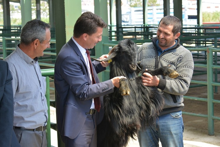 45 Yetiştiriciye Damızlık Honamlı Tekesi Verildi