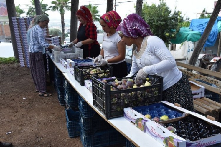 Ülkemizin İlk İncir Hasadı Mersin’de Başladı