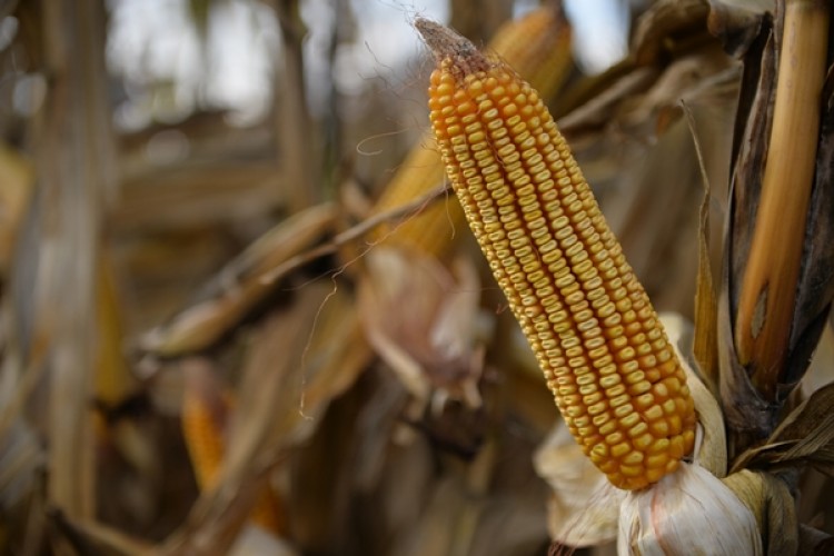 Buğday Ve Mısır Fiyatları Koronavirüs Salgını Endişeleriyle Geriledi