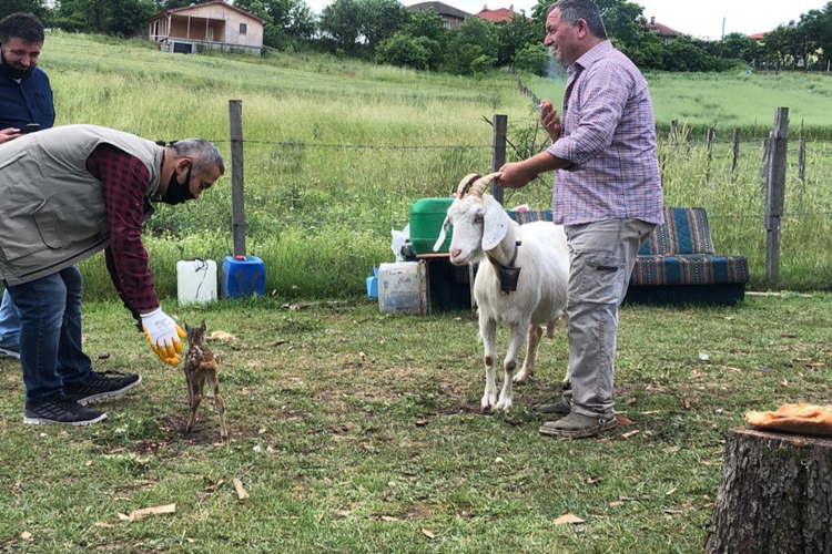 Bartın’da Yavru Karaca Onu Emziren Keçiyi Anne Olarak Benimsedi