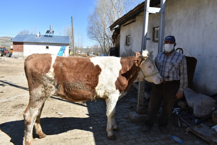 Bayburt’lu Çiftçiler, “Biz Bize Yeteriz Türkiyem” Kampanyasına Altı İnek Bağışladı