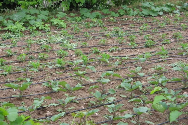 Sinop’ta Beş Çiftçiye Sulama Hibe Desteği Verildi