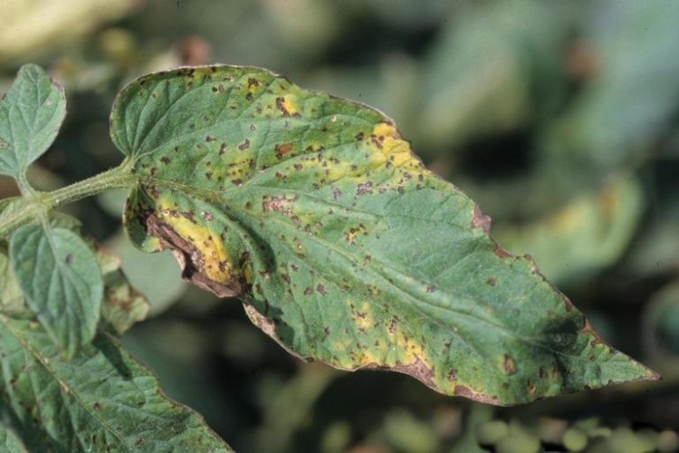 Domates Bakteriyel Benek (Pseudomonas syringae pv. tomato )