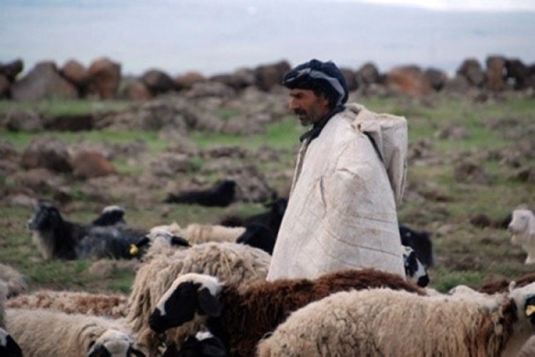 53 Milyon Liralık Çoban Desteği Ödemeleri Bugün Başlıyor