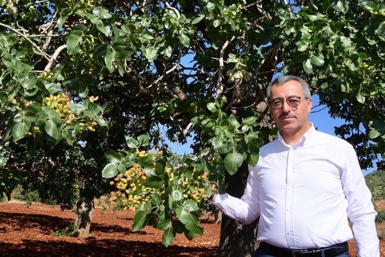 Başkan Güngör: “Baklavanın fıstığı Pazarcık’tan”