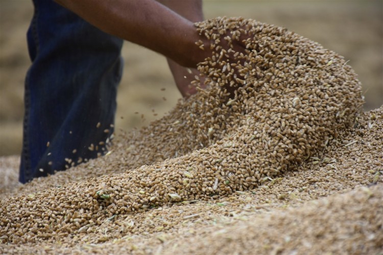 Arpa, Buğday, Mısır ve Pirinç İthalatında Vergi Sıfırlandı
