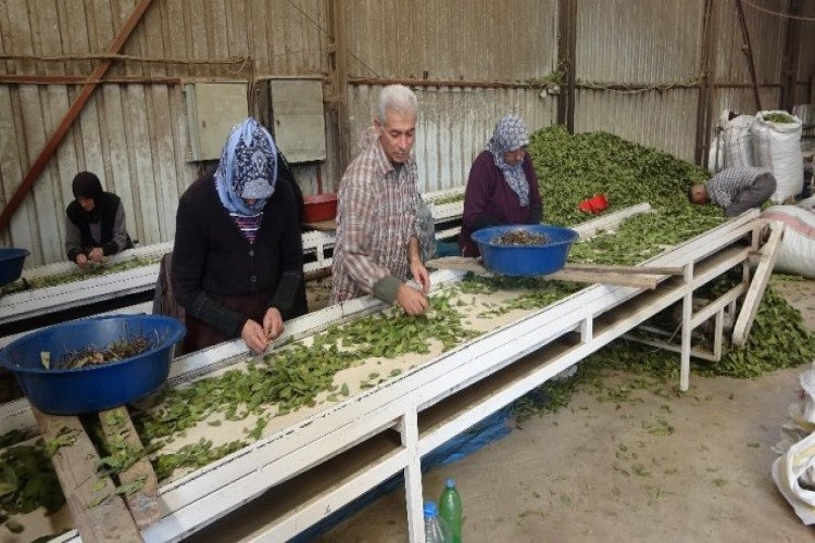 Hatay’dan Asya ve Avrupa ülkelerine defne yaprağı