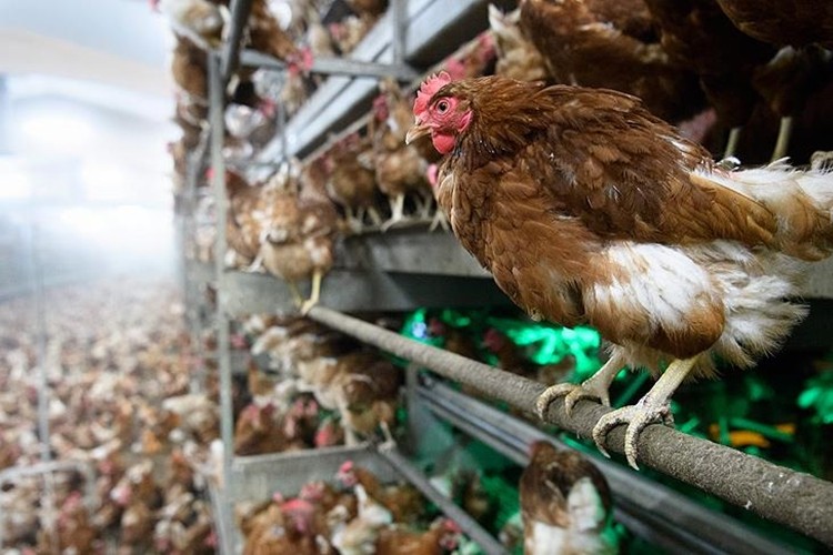 Beyaz ette kriz! Üretim yüzde 80 azaldı… Tesislerde 20 günlük tavuk kaldı
