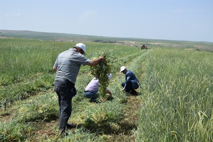 Toprak İşlemesiz Tarım İle Hem Verim Hem Destek Aldılar