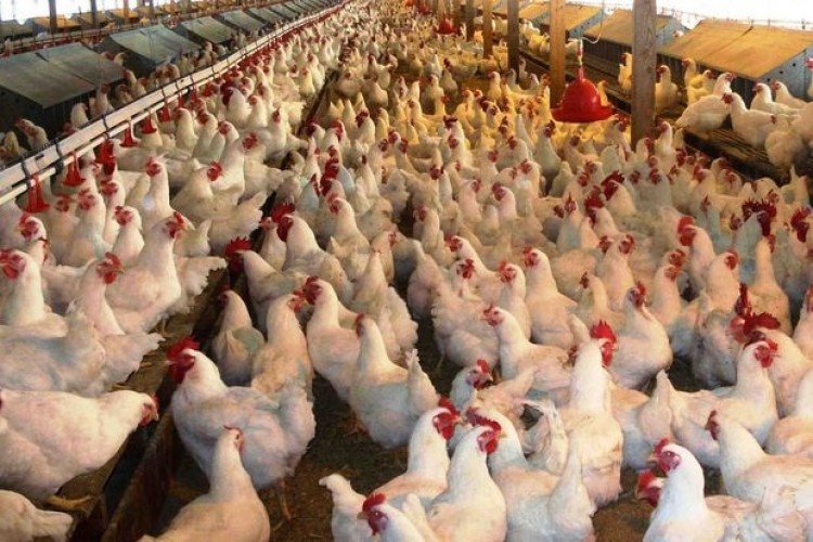 Tavuk Yumurtası Üretimi Artarken, Et Üretimi Azaldı