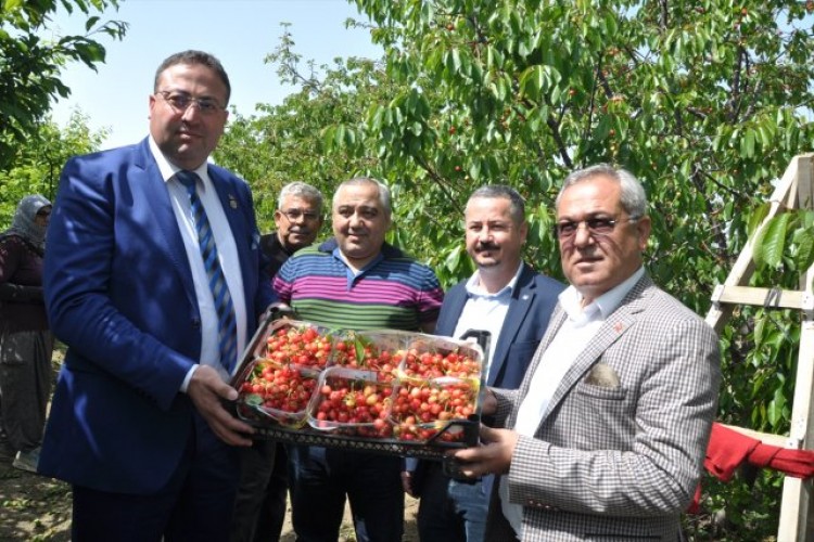 Tarsus'ta Açık Alanda Kiraz Hasadı Yapıldı