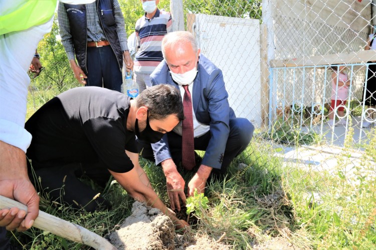 Tuşba Belediyesi çiftçilere Erciş üzümü fidanı dağıttı