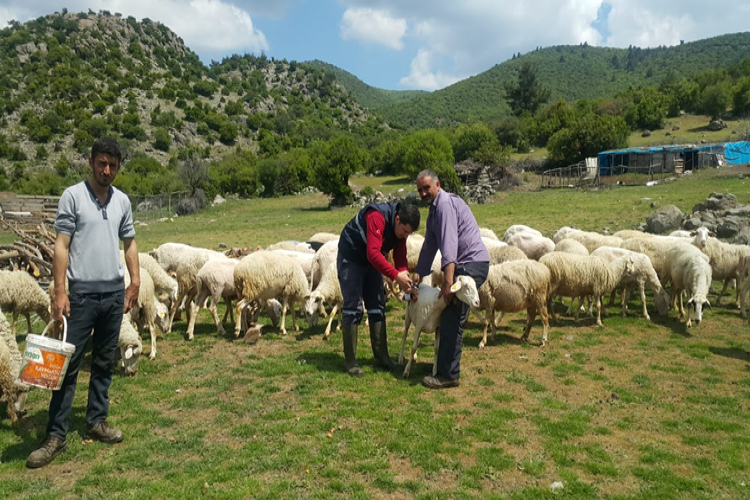 Küçükbaş Hayvanlarda Küpeleme Çalışmaları Hızlandı