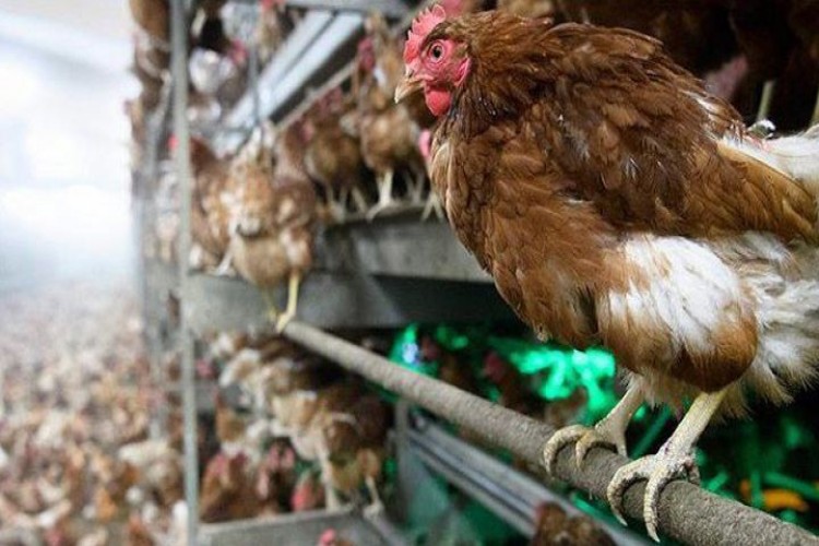 İsveç’te “yalancı veba” sebebiyle 5 bin tavuk itlaf edilecek