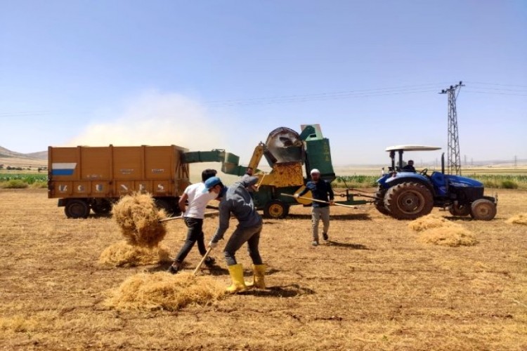 Mardin'de mercimek verimi çiftçinin yüzünü güldürdü