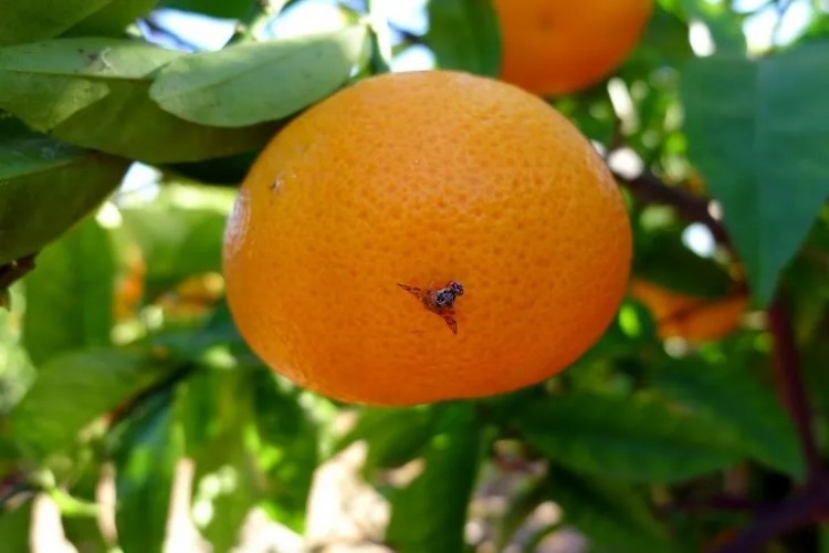 Akdeniz meyve sineği uyarısı: Büyük sorunlarla karşılaşılabilir