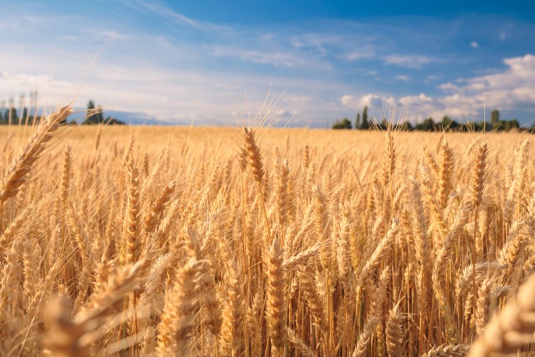 Buğday İç Tüketimi Tamamen Yerli Üretimden Karşılanıyor