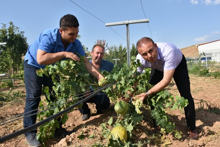 KOP İdaresi Desteği İle Aksaray'da Meyvecilik Gelişiyor