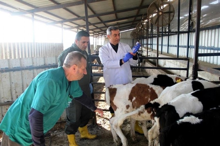 Büyükbaş Hayvanlarda Şap Aşılama Kampanyası Uzatıldı