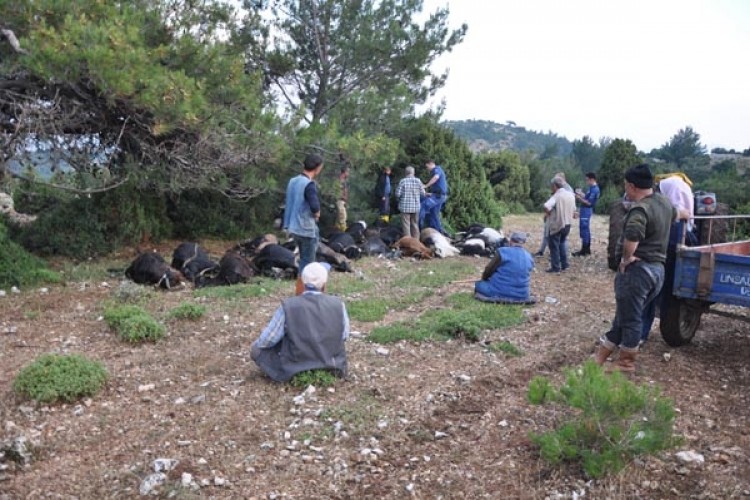 Yıldırım düşmesi sonucu telef olan keçilerine sarılıp ağladı