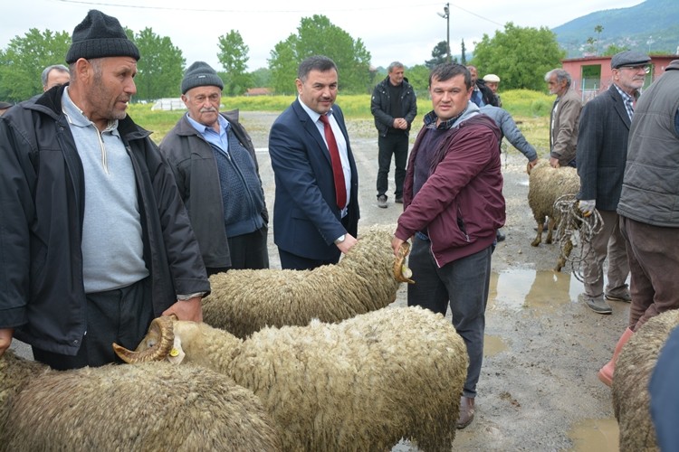 Küçükbaş Yetiştiricilerine 57 Adet Koç Dağıtıldı