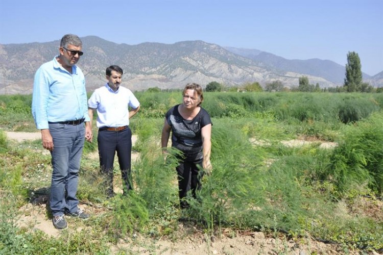 Tarım ve Orman Müdürü Sever, Kuşkonmaz Tesislerini Gezdi