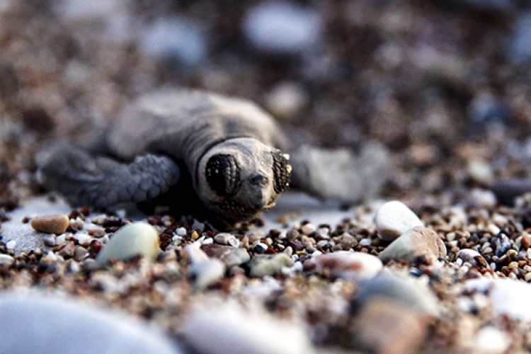 Koruma altına alınan Caretta Caretta yavruları denizle buluştu