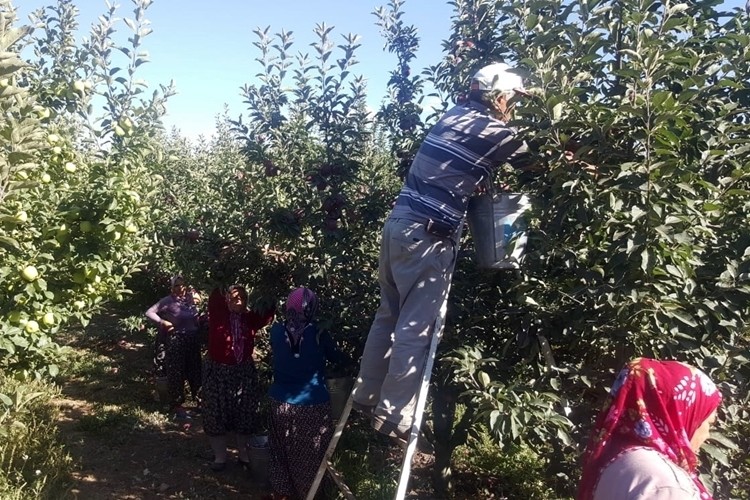 Isparta Elma Üretiminde Türkiye 1.'si