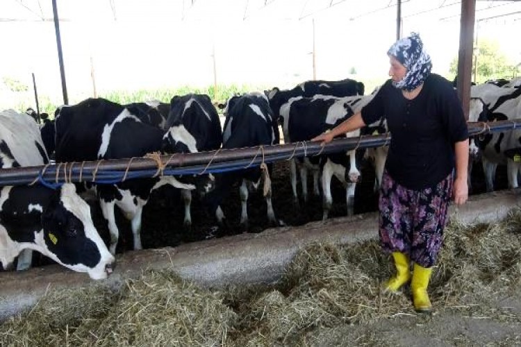 5 inekle başladı, 15 yılda 100 hayvanı oldu