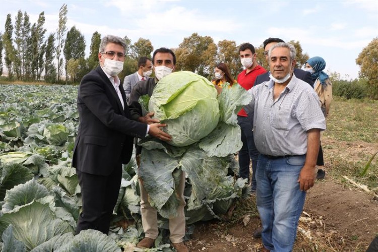 Ağrı'da Lahana hasadı başladı