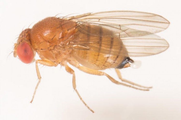 Kanadı Noktalı Sirke Sineği- Drosophila suzukii