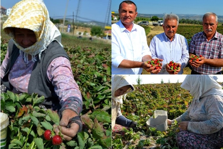 20 Yıl Önce 3 Çiftçi İle Başladılar Şimdi İhracatı Düşünüyorlar