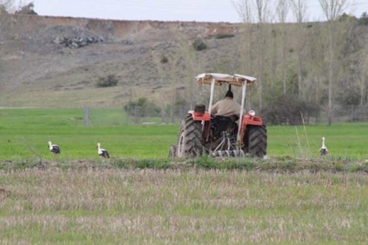 Traktörün Peşine Takılan Leyleklerin Solucan, Fare Ve Böcek Avı