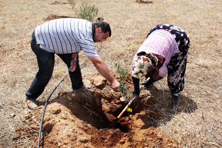 Eğitime Zeytin Dalı Projesi İle Öğrencilere Burs Sağlanacak