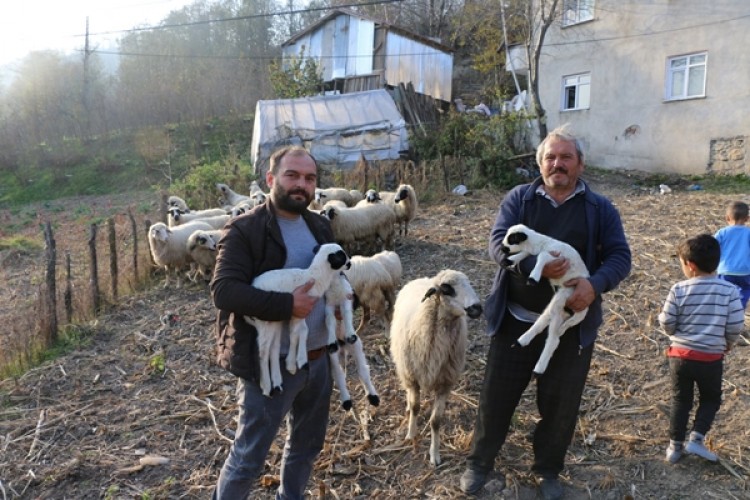 Damızlık Koyun Üçüz Doğurdu