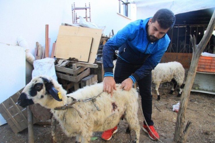 Antalya’da gizemli koyun katliamı bu kez ucuz atlatıldı