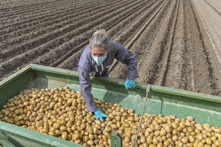 Tomra Food, patates üreticileri için yeni e-kitap yayınladı