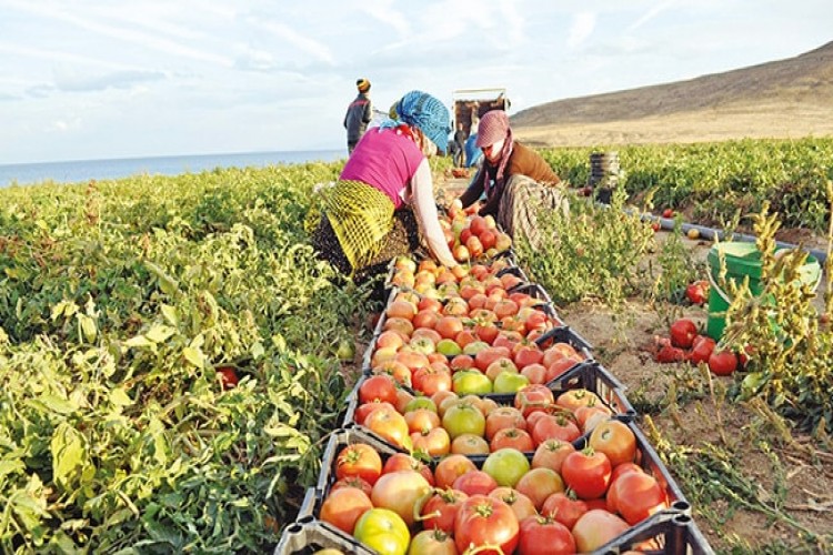 Çin ve ABD'nin Çekişmesi Türk Çiftçisine Yarayacak