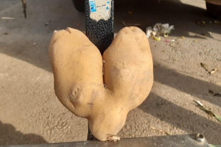 Bu patateslerin tanesi 1 kiloyu geçiyor