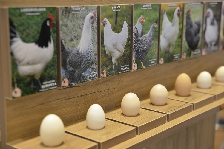 Süs Tavukları ve Yumurtaları Sergisi Açıldı