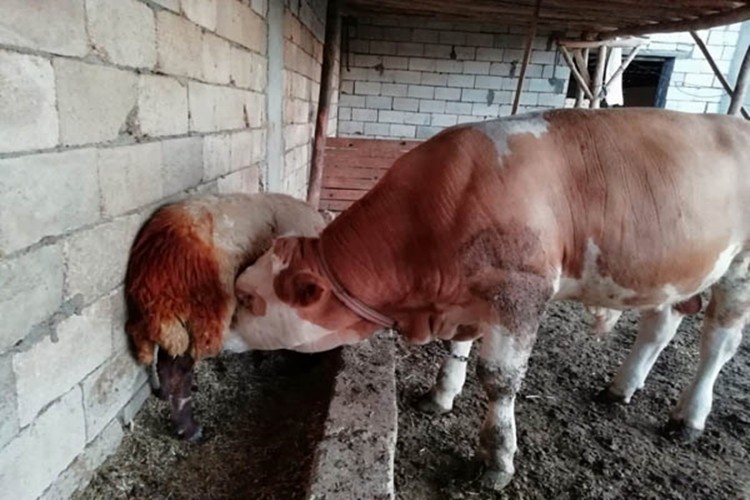 Koyunun Sütü Azalınca Şüphelendi, Ahırda Nöbet Tutunca Gözlerine İnanamadı!