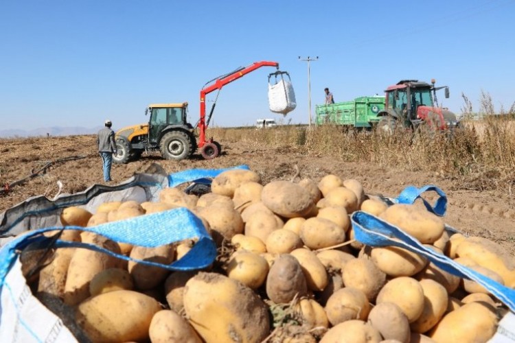 Patates Üreticisi, İhracat Ve Tanzim Satışı İstiyor