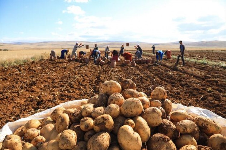Gıda Sanayisi İçin Yerli İki Patates Çeşidi Geliştirildi