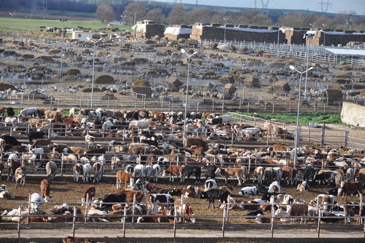 Trakya’ ya Kurbanlık Hayvan Sevk Edecekler Dikkat