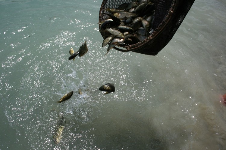 Göl Ve Göletlere 5,1 Milyon Yavru Balık Bırakılacak