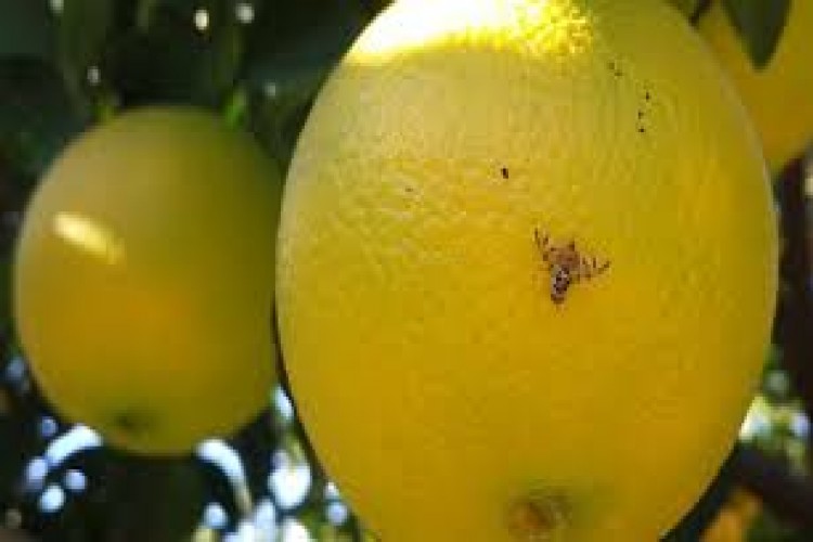 Gürer: “Akdeniz sineği üreticiyi yakıyor,Bakanlık bakıyor”