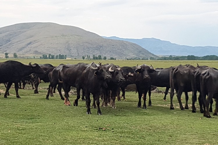 Manda Yetiştiriciliğine Yüzde 50 Hibe Desteği