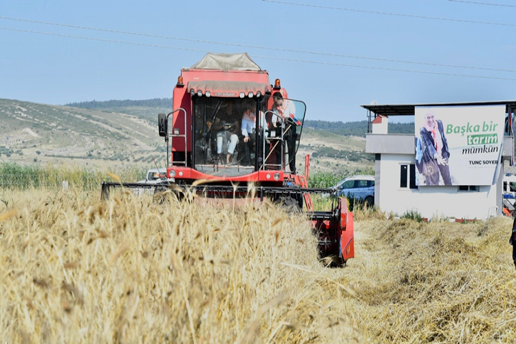 Başkan Soyer elleriyle serptiği karakılçık buğdayının hasadını yaptı