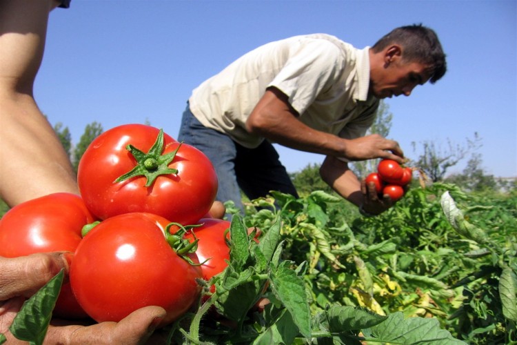 Domates tarlada kaldı. İhracat acilen açılmalı